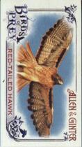 2015 Topps Allen & Ginter Mini Birds of Prey #BP-1 Red-Tailed Hawk