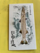 2025 Topps Allen & Ginter Mini 50 Fish from Global Waters #FGW-1 Barracuda