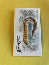 2025 Topps Allen & Ginter Mini 50 Fish from Global Waters #FGW-12 Electric Eel