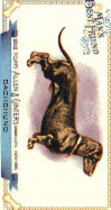 2012 Topps Allen and Ginter Mini Mans Best Friend #MBF-6 Dachshund
