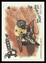 2024 Topps Allen & Ginter Buzzin #BUZ-4 Carpenter Bee