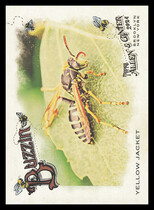 2024 Topps Allen & Ginter Buzzin #BUZ-13 Yellow Jacket