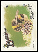 2024 Topps Allen & Ginter Buzzin #BUZ-6 Apidae