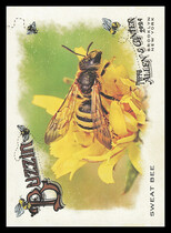 2024 Topps Allen & Ginter Buzzin #BUZ-9 Sweat Bee