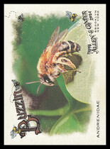2024 Topps Allen & Ginter Buzzin #BUZ-7 Andrenidae