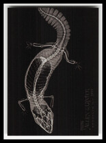 2024 Topps Allen & Ginter X-rayd #XR-15 Fat-Tailed Gecko