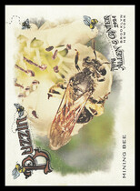 2024 Topps Allen & Ginter Buzzin #BUZ-12 Mining Bee