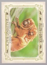 2021 Topps Allen & Ginter Rallying Back #RB-8 Golden Lion Tamarin