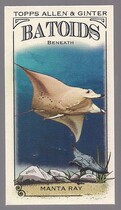 2024 Topps Allen & Ginter Mini Batoids Beneath #RITW-4 Manta Ray
