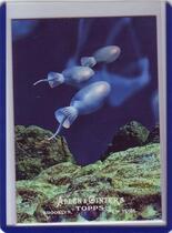 2011 Topps Allen and Ginter Ascent of Man #AOM3 Choanoflagellates