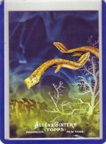 2011 Topps Allen and Ginter Ascent of Man #AOM6 Platyhelminthes