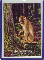 2011 Topps Allen and Ginter Ascent of Man #AOM15 Catarrhini
