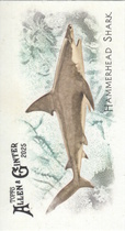 2025 Topps Allen & Ginter Mini 50 Fish from Global Waters #FGW-25 Hammerhead Shark