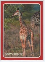 2024 Topps Heritage 1975 Topps Zoos Who Stick-Ons #75Z-11 Baby Giraffe