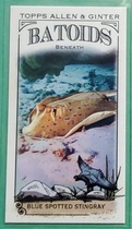 2024 Topps Allen & Ginter Mini Batoids Beneath #RITW-8 Blue Spotted Stingray