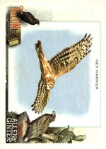 2023 Topps Allen & Ginter TALON-ted #TT-12 Hen Harrier