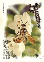2024 Topps Allen & Ginter Buzzin #BUZ-15 Hornet