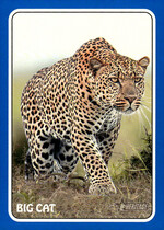 2024 Topps Heritage 1975 Topps Zoos Who Stick-Ons Blue #75Z-20 Big Cat