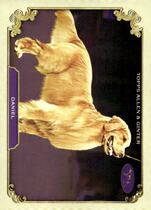 2024 Topps Allen & Ginter Stars Of The Show The Westminster Kennel Club #SOS-7 Daniel