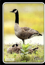 2024 Topps Heritage 1975 Topps Zoos Who Stick-Ons #75Z-13 Goose