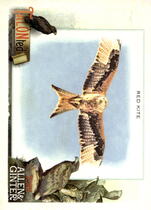 2023 Topps Allen & Ginter TALON-ted #TT-14 Red Kite