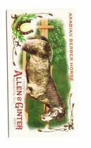 2017 Topps Allen & Ginter Mini Horse in the Race #HR-19 Arabian Berber Horse